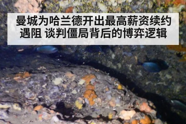 曼城为哈兰德开出最高薪资续约遇阻 谈判僵局背后的博弈逻辑